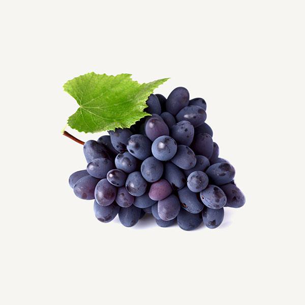 Argus All-Weather Tank