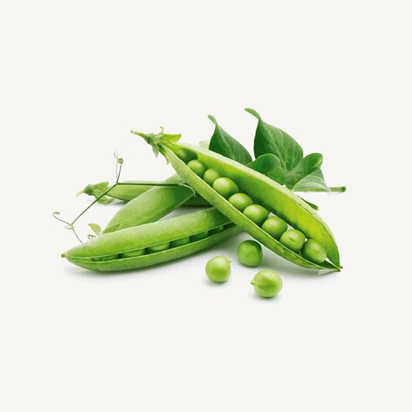 Chaz Kangeroo Hoodie